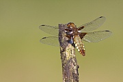 Plattbauch, die Fluegelspannweite liegt bei 70mm  -  (Foto Weibchen auf seiner Ansitzwarte), Libellula depressa, Broad-bodied Chaser, the average wingspan is 70mm  -  (Broad-bodied Darter - Photo female)