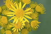 Das Raukenblaettrige Greiskraut erreicht eine Wuchshoehe von 30 - 120 cm, Senecio erucifolius  -  (Jacobaea erucifolia), The Hoary Ragwort reaches a height between 30 and 120 cm
