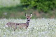 Rehe wurden sogar in Australien eingebuergert  -  (Rehwild - Foto Ricke und Rehkitz auf einer Loewenzahnwiese), Capreolus capreolus, European Roe Deer were introduced to Australia  -  (Roe Deer - Photo European Roe Deer doe and fawn)