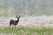 Ricke auf einer Pusteblumenwiese  -  (Europaeisches Reh - Rehwild), Capreolus capreolus  -  Taraxacum officinale, Roe Deer doe browses on a meadow with blowballs  -  (Chevreuil - Western Roe Deer)
