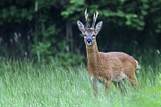 Reh, die Rehkitze werden mit einem gepunkteten Fell geboren  -  (Europaeisches Reh - Foto Rehbock, ein 8-Ender wechselt auf eine Aesungsflaeche), Capreolus capreolus, European Roe Deer, the fawns are born spotted  -  (Roe Deer - Photo Roebuck on a meadow)