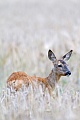 European Roe Deer, in July and August is the mating season  -  (Chevreuil - Photo Roe Deer doe in a barley field)