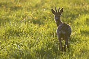 Reh, die Kitze werden Ende April und im Mai geboren  -  (Rehwild - Foto Rehbock mit Bastgehoern), Capreolus capreolus, European Roe Deer, the fawns are born in April and May  -  (Roe Deer - Photo Roebuck with velvet-covered antlers)
