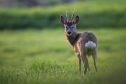 Rehbock im Fellwechsel sichert aufmerksam - (Europaeisches Reh - Rehwild), Capreolus capreolus, Roe Deer buck in change of coat observes alert - (European Roe Deer - Western Roe Deer)