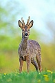 Rehbock Jaehrling steht aufmerksam aeugend auf einer Loewenzahnwiese  -  (Europaeisches Reh - Rehwild), Capreolus capreolus - Taraxacum officinale, Roe Deer yearling stands intently looking on a meadow with Dandelion  -  (European Roe Deer - Western Roe Deer)