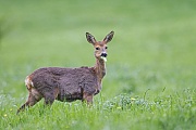 Rehboecke werden im zweiten Lebensjahr Jaehrlinge genannt  -  (Europaeisches Reh - Foto Eine traechtige Ricke aest auf einer Wiese), Capreolus capreolus, European Roe Deer in their second year, the male is called yearling  -  (Roe Deer - Photo Roe Deer doe in fawn grazes on a meadow)