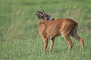 Reh, das weibliche Tier wird in der Jaegersprache RICKE genannt  -  (Rehwild - Foto Rehbock bei der Fellpflege), Capreolus capreolus, European Roe Deer, the female is called doe  -  (Western Roe Deer - Photo Roebuck grooming)