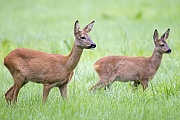 Etwas erregt die Aufmerksamkeit der Ricke  -  (Europaeisches Reh - Rehwild), Capreolus capreolus, Something attracts the attention of the Roe Deer doe  -  (European Roe Deer - Western Roe Deer)