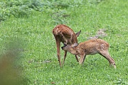 Rehkitz versucht vergeblich bei der Ricke zu saeugen  -  (Europaeisches Reh - Rehe), Capreolus capreolus, Roe Deer fawn tries to suckle at the dam  -  (European Roe Deer - Western Roe Deer)
