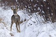 Rehbock mit Bastgehoern im Winter auf einer Schneise im Moor  -  (Europaeisches Reh - Rehe), Capreolus capreolus, Roebuck with velvet-covered antlers in winter on a swamp aisle  -  (European Roe Deer - Western Roe Deer)
