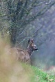 Roe Deer, older bucks develop antlers with 2 to 3 points  -  (Photo Roebuck during a rain shower)