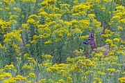 Ein Rehbock beobachtet eine Ricke und deren Kitz, Capreolus capreolus, A Roebuck watches a doe and its fawn
