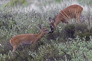 Suddenly a Roebuck yearling appears and seeks direct contact to the Roebuck, after the first contact he challenges him to a playful fight