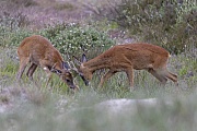 The Roebuck tussle the playful challenge to fight from the yearling and a friendly scramble began