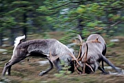 Reindeer, in the mating season, the bulls will fight for access to females  -  (Mountain Reindeer - Photo Reindeer males fighting)