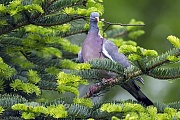 Ringeltaube, das meist vom Maennchen mitgebrachte Nestmaterial wird vom Weibchen verbaut  -  (Foto Ringeltaube mit Nestmaterial), Columba palumbus, Common Wood Pigeon, the nesting material usually brought by the male is obstructed by the female  -  (Culver - Photo Common Wood Pigeon with nesting material)