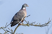 Ringeltauber sitzt balzend und gurrend auf einer Baumspitze, Columba palumbus, Common Wood Pigeon male sits courting and cooing on a treetop
