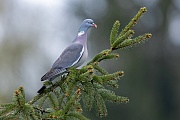 Aufmerksam beobachtet die Ringeltaube einen Artgenossen, Columba palumbus, Attentively observes the Common Wood Pigeon a conspecific