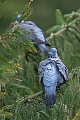 Ringeltaube bei der Gefiederpflege, Columba palumbus, Common Wood Pigeon at plumage grooming