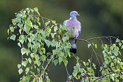 Eine Ringeltaube nutzt den Ast einer Birke als Sitzplatz, Columba palumbus, A Common Wood Pigeon uses the branch of a birch tree as a perch