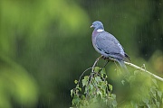 Trotz des Regens sucht die Ringeltaube keine Deckung, Columba palumbus, Despite the rain, the Common Wood Pigeon does not seek cover