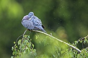 Nach dem Regen beginnt die Ringeltaube sofort mit der Gefiederpflege, Columba palumbus, After the rain the Common Wood Pigeon immediately begins with the plumage grooming