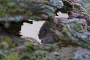 Bank Vole has red-brown fur, a greyish belly and a tail about half as long as its body  -  (Photo Bank Vole with food)