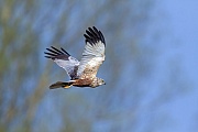 Rohrweihe ist ein Zugvogel  -  (Foto Rohrweihe Flugfoto vom Maennchen), Circus aeruginosus, Western Marsh Harrier is a migratory bird  -  (Eurasian Marsh Harrier - Photo Western Marsh Harrier male in flight)