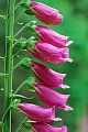Der Rote Fingerhut wird ueberwiegend von Hummeln bestaeubt, Digitalis purpurea, The Foxglove is pollinated mainly by bumblebees