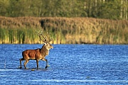 Rothirsch, die Weibchen sind deutlich kleiner, als die Maennchen  -  (Rotwild - Foto Rothirsch durchquert einen Teich), Cervus elaphus, Red Deer, the females are much smaller than males  -  (Photo Red stag cross a pond)