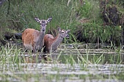 Red Deer, the herd is not led by the stag, all follow the female leader even during the rutting season  -  (Photo Red Deer hind and calf in the shallow water of a pond)