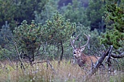 Rothirsche koennen in freier Wildbahn ein Alter von 10 - 15 Jahren erreichen  -  (Rotwild - Foto roehrender Rothirsch), Cervus elaphus, Red Deer, in the wild they live 10 to 15 years  -  (Photo roaring Red stag)