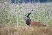 Rothirsche sind Wiederkaeuer  -  (Rotwild - Foto Rothirsch waehrend der Brunft in einem Schilfgebiet), Cervus elaphus, Red Deer is a ruminant animal  -  (Photo Red stag during the rut in a reed area)