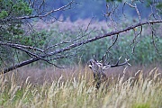 Rothirsche sind Wiederkaeuer, deren Magen aus vier Kammern besteht  -  (Edelhirsch - Foto roehrender Rothirsch in einem Sumpfgebiet), Cervus elaphus, Red Deer is a ruminant with a four-chambered stomach  -  (Photo roaring Red stag in a swampland)