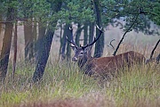 Rothirsch, die Kaelber werden Mitte Mai und im Juni geboren  -  (Edelwild - Foto Rothirsch in einem Sumpfgebiet), Cervus elaphus, Red Deer, the calves are born in May and June  -  (Photo Red stag in a swampland)