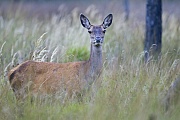 Rothirsch ist der einzige Vertreter aus der Familie der Hirsche, der auf dem afrikanischen Kontinent vorkommt  -  (Edelwild - Foto Rottier in einem Sumpfgebiet), Cervus elaphus, Red Deer is the only species of deer in Africa  -  (Photo Red Deer hind in a swampland)
