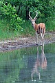 Rothirsch, die Paarungszeit wird vom Jaeger Brunft oder Brunftzeit genannt  -  (Rotwild - Foto Rothirschspiesser mit Spiegelbild), Cervus elaphus, Red Deer, the mating season is called the rut  -  (Photo Red Deer brocket with reflection)