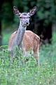 Rothirsche sind Wiederkaeuer  -  (Rotwild - Foto Rottier auf einer Waldlichtung), Cervus elaphus, Red Deer is a ruminant animal  -  (Photo Red Deer hind on a forest glade)