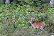 Rothirsch, die Weibchen sind deutlich kleiner, als die Maennchen  -  (Rotwild - Foto Rothirschspiesser im Bast), Cervus elaphus, Red Deer, the females are much smaller than males  -  (Photo Red Deer brocket with velvet-covered antlers)