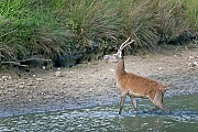 Rothirsch, die Maennchen werden im zweiten Lebensjahr, aufgrund des endenlosen Geweihs, Spiesser genannt  -  (Rotwild - Foto Rothirschpiesser durchquert einen Teich), Cervus elaphus, Red Deer in their second year, the male is called brocket  -  (Photo Red Deer brocket in a pond)