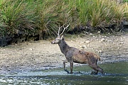 Rothirsche sind sehr soziale Tiere  -  (Edelhirsch - Foto Kronengabler durchquert einen Teich), Cervus elaphus, Red Deers are highly social animals  -  (Photo Red Deer stag in his second year)