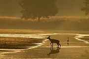 Rothirsch, die Paarungszeit wird vom Jaeger Brunft oder Brunftzeit genannt  -  (Rotwild - Foto Rothirschkalb wechselt durch einen schmalen Fluss), Cervus elaphus, Red Deer, the mating season is called the rut  -  (Photo Red Deer calf cross a pond)
