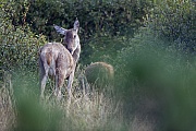 Rothirsche sind sehr soziale Tiere  -  (Edelhirsch - Foto Rottier bei der Fellpflege), Cervus elaphus, Red Deers are highly social animals  -  (Photo Red Deer hind grooming)