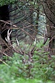 Rothirsch, nur die Maennchen tragen Geweihe  -  (Rotwild - Foto Rothirsch in guter Deckung), Cervus elaphus, Red Deer, only the males grow antlers  -  (Photo Red Deer stag camouflage)