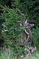 Rothirsche koennen in freier Wildbahn ein Alter von 10 - 15 Jahren erreichen  -  (Edelhirsch - Foto Rothirsch forkelt zu Brunftbeginn eine Fichte), Cervus elaphus, Red Deer, in the wild they live 10 to 15 years  -  (Photo Red Deer stag attacks a spruce tree)