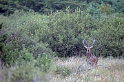 Rothirsch, die weiblichen Tiere werden Hirschkuehe genannt  -  (Rotwild - Foto Rothirsch verlaesst den Tageseinstand), Cervus elaphus, Red Deer, the females are called hinds  -  (Photo Red stag in a swamp)