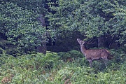Rothirsche nehmen taeglich 8 - 20 kg Gruennahrung auf  -  (Rotwild - Foto Rothirsch am Waldrand), Cervus elaphus, Red Deers eat 8 to 20 kg of green food daily  -  (Photo Red stag at a forest edge)