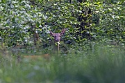 Rothirsche haben einen unverwechselbaren Brunftschrei, der als ROEHREN bezeichnet wird  -  (Rotwild - Foto Rottier in einem Erlenbruch), Cervus elaphus, Red Deer, the stags have a characteristic ROAR-LIKE-SOUND during the rut  -  (Photo Red Deer hind in an alder forest)
