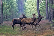 Rothirsch, die weiblichen Tiere werden Hirschkuehe genannt  -  (Foto Waehrend bei einem Hirsch bereits das neue Geweih nachwaechst, tragen die juengeren Hirsche noch das Vorjahresgeweih), Cervus elaphus, Red Deer, the females are called hinds  -  (Photo Red stags in early spring)