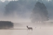 Rothirsche sind Wiederkaeuer  -  (Rotwild - Foto Rotwildspiesser wechselt durch einen Teich), Cervus elaphus, Red Deer is a ruminant animal  -  (Photo Red stag cross through a pond)